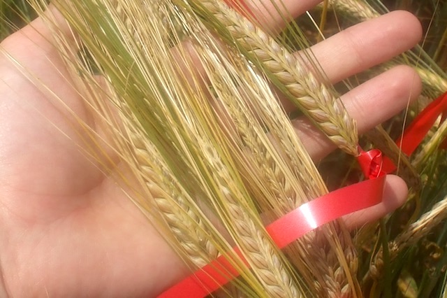 Triticale, Distic barley