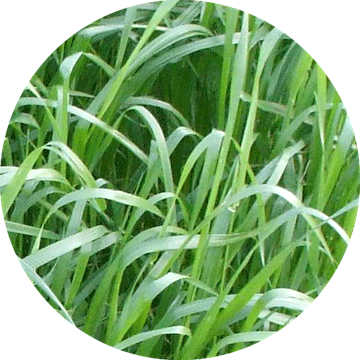 Futter samen: Weidelgrass und klee