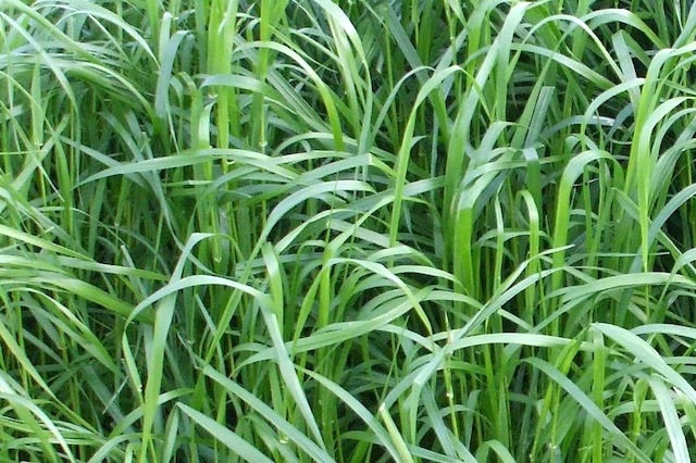 Italian Ryegrass, lucerne, clovers, vetch, feed grain and others
