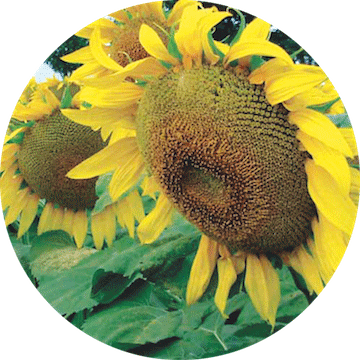 Oel samen: Sonnenblumen