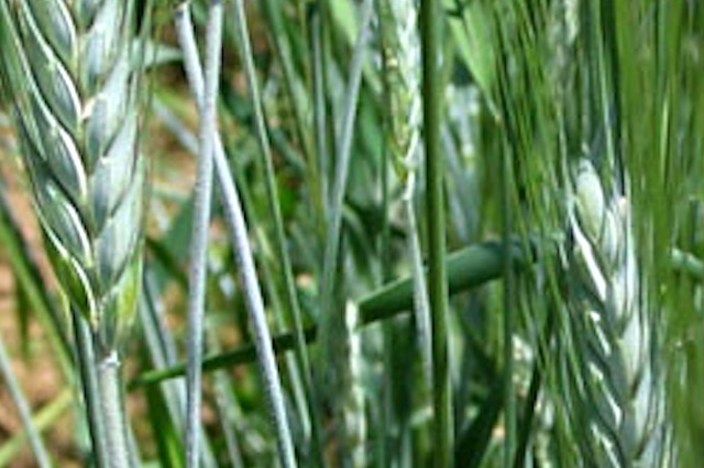 Triticosecale, Distic barley